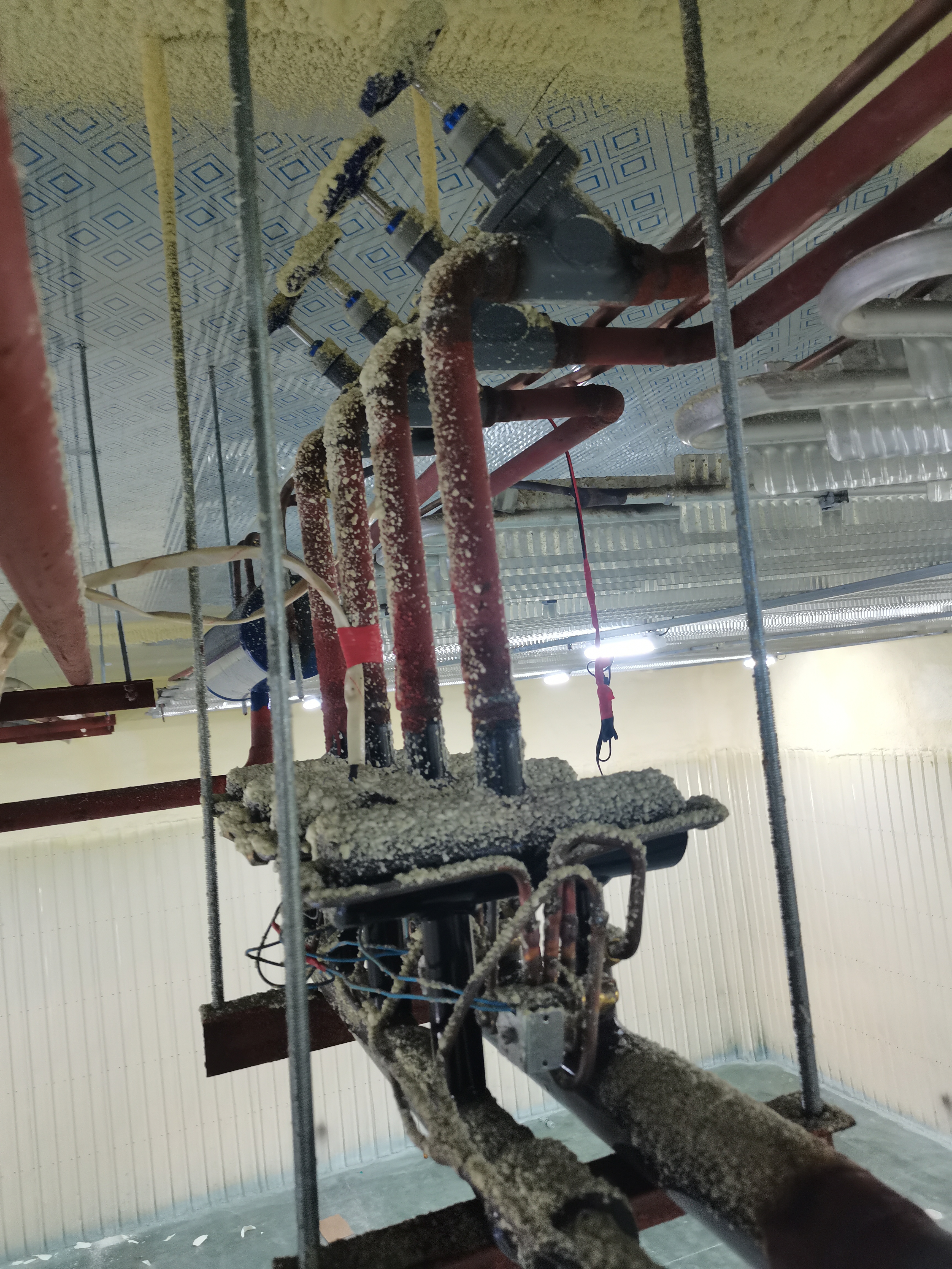 🇨🇳 冰丰制冷*冷库服务案例