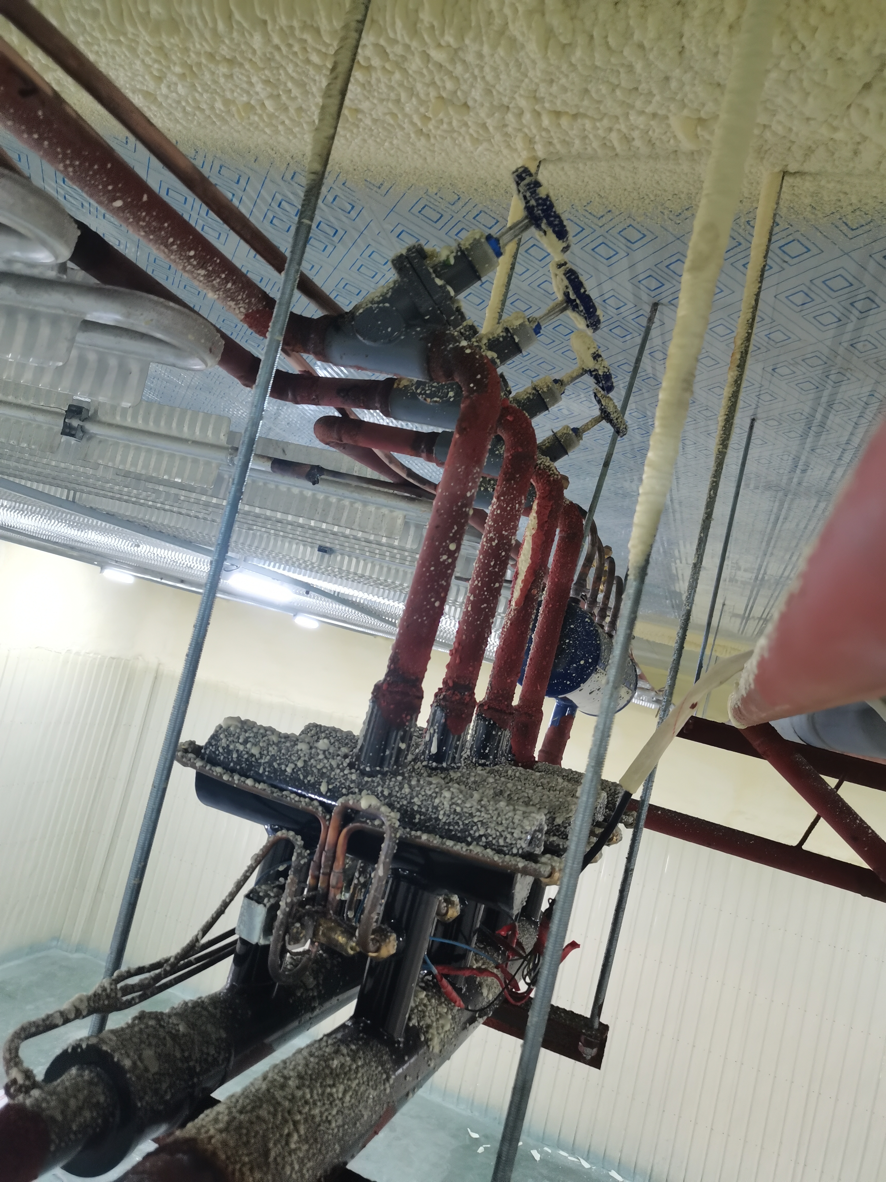 🇨🇳 冰丰制冷*冷库服务案例