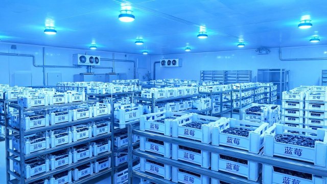 蓝莓冷库常见故障排查与维修要点