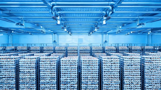 禽蛋冷库异味怎么办？应急处理与预防措施全流程