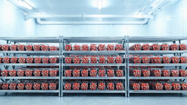 草莓冷库不制冷应急处置与预防措施：从排查到维保一篇讲透