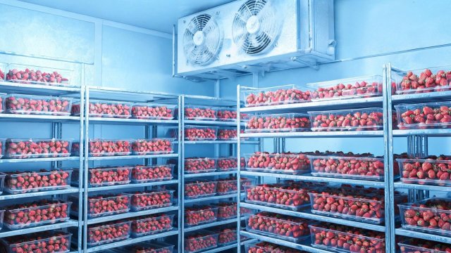 草莓冷库制冷效果差？应急处理与预防措施全攻略
