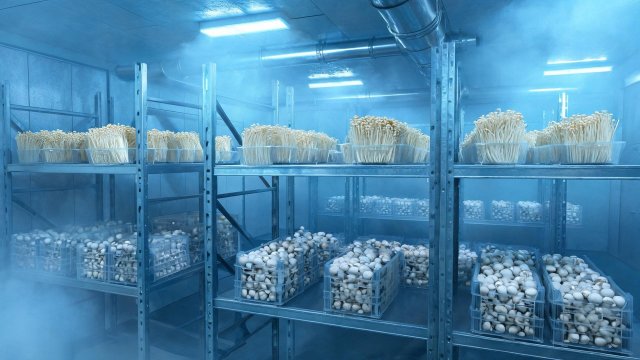 食用菌冷库断电应急处理与预防措施：守住黄金4小时